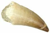 Fossil Prognathodontid Mosasaur Tooth - Morocco #374514-1